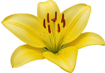 Vibrant yellow lily flower in full bloom, showcasing intricate petals and stamens