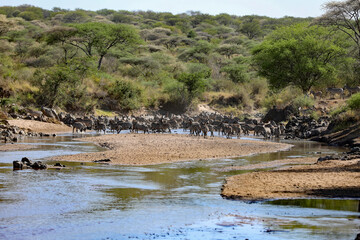 great migration zebras