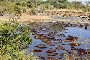 Flusspferd-Herde im Wasser