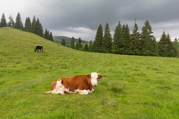 Naklejka premium A cows in a mountain meadow