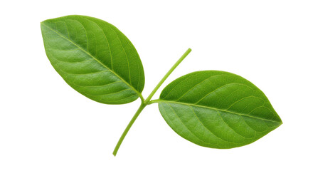 Isolated Green Leaves on Stem