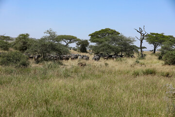 Elefantenherde im hohen Gras