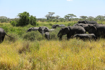 Elefantenherde im hohen Gras