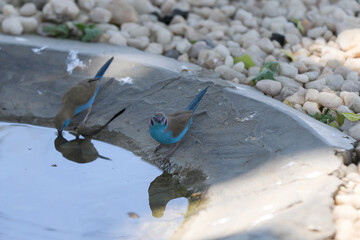 blue waxbill / cordon bleu