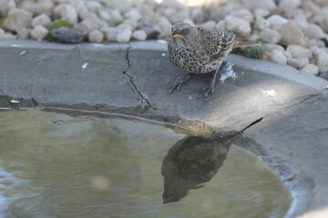 Rotschwanzweber (rufous-tailed weaver)