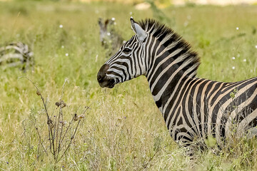 kleines Zebra im Profil