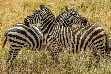 zwei Zebras mit dem Kopf auf dem Rücken des anderen Zebras