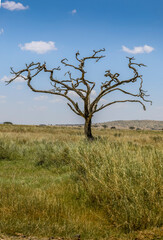 toter Baum in Afrika