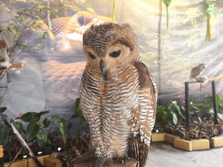 hedgehog in the woods