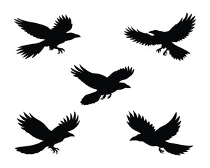 Fototapeta premium A set of flying raven silhouette vector art style