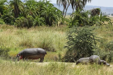 Fotobehang Palmboom Flusspferde unter Palmen  © codo97