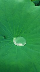 연꽃 위에 맺힌 물방울