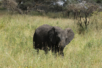 Elefant im hohen Gras