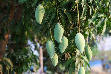 Green raw mango on a mango tree