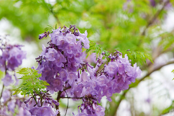 Purple Jacaranda filicifolia flowers on the tree