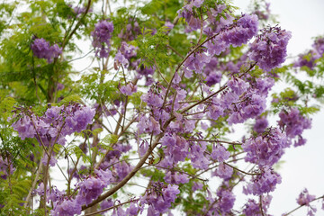 Purple Jacaranda filicifolia flowers on the tree