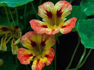 red and yellow flower