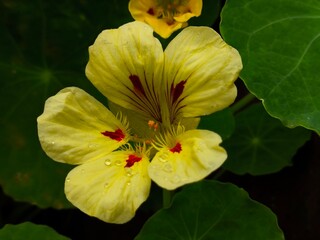 yellow flower in the garden