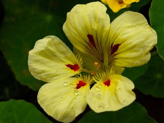 white and yellow flower