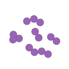 Streptococcus pneumoniae bacteria. Vector bacterial microorganism illustration 