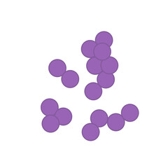 Streptococcus pneumoniae bacteria. Vector bacterial microorganism illustration 
