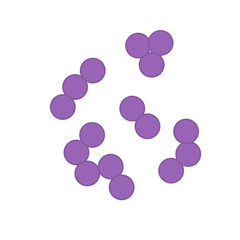 Streptococcus pneumoniae bacteria. Vector bacterial microorganism illustration 