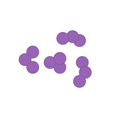 Streptococcus pneumoniae bacteria. Vector bacterial microorganism illustration 