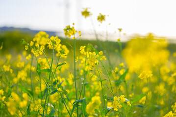 青空に映える菜の花の見上げ構図と春の風景