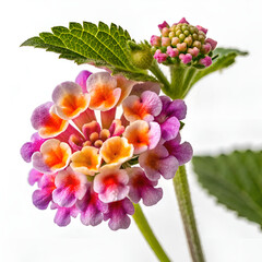 bouquet of flowers and berries
