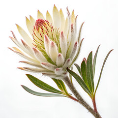 pink lily flower isolated