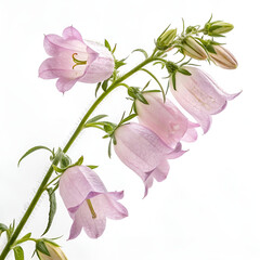 bouquet of pink flowers