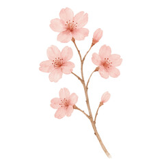 Delicate Cherry Blossom Branch in Soft Pink Watercolor