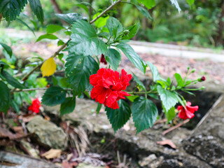 Hibiscus rosa-sinensis, known colloquially as Chinese hibiscus, China rose, Hawaiian hibiscus, rose mallow and shoeblack plant, is a species of tropical hibiscus