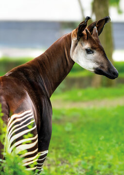 A male Okapi in Copenhagen Zoo