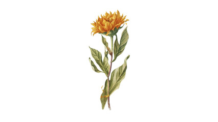 A bright marigold flower, great for Indian festivals, spirituality, and floral visuals.
