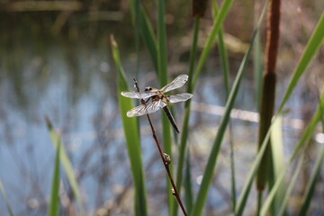 Dragonfly perches on a twig near water and green reeds