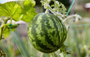 Watermelon growing on a vine in a sunny garden during summer, showcasing its striped green rind and healthy leaves
