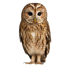 A tawny owl standing calmly, wings closed, full-body centered and isolated against white.