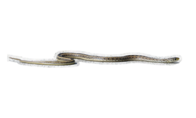 Snake - Full-Sized Striped Keelback Snake on Transparent Background