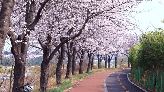 Empty spring path under cherry blossoms in Ulsan