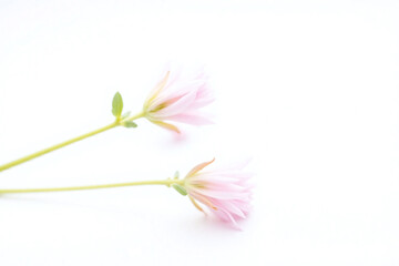 Obraz premium two pink flowers on a white surface
