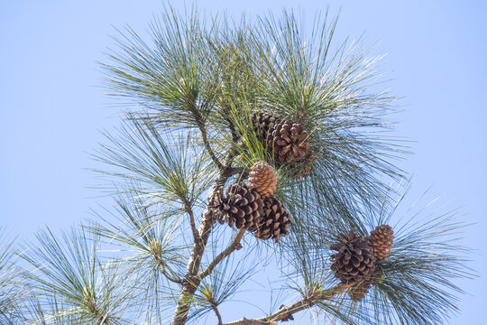 Pinus devoniana,Conifer cone,  green branches of a pine tree close-up, short needles of a coniferous tree close-up on a green background, texture of needles of a Christmas tree close-up