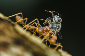 Weaver ants carrying stingless bee on tree branch