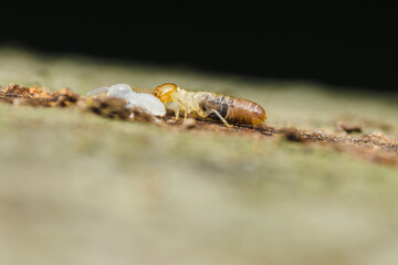 Termite worker carrying termite larva on wood surface