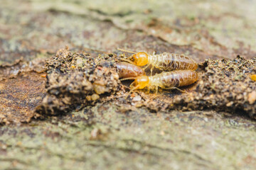 Termites eating wood, causing structural damage to house