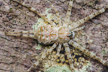 Huntsman spider resting on bark and lichen covered surface