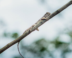 Lizard resting on a branch in tropical forest