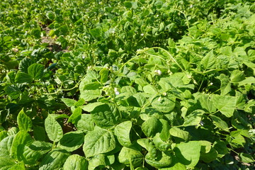Close-Up of Flowering Green Bean Plants in a Field