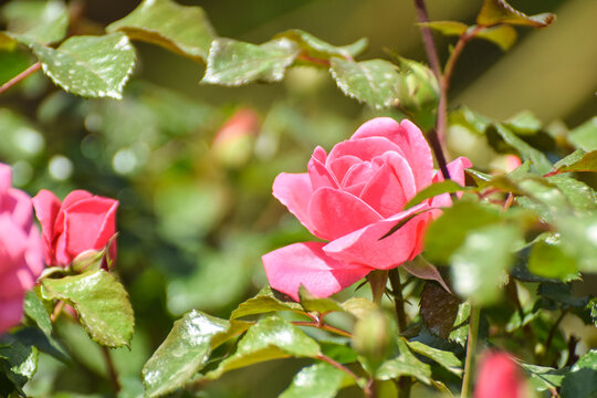 red dasi rose, Delicate pinkflower Pelargonium, garden geranium or zonal geranium Flowers
Peltatum Geranium. Decorative plants. found in flowr Sinta o perfume Das ma&iacute;s lindas flores 