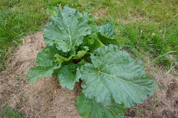 close-up of rhubarb leaves . rhubarb cultivation in the vegetable garden with straw mulching
